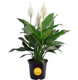 Peace Lily Indoor Plant